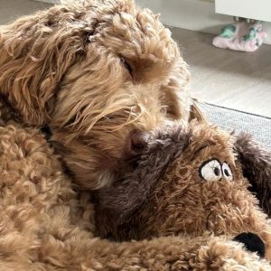 knuffel met hartslag voor hond ervaringen