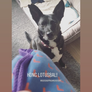 Lotus bal hond