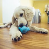 Zogoflex Tux honden speelgoed grote hond