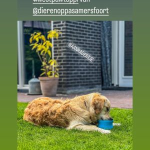 Zogoflex toppl aanbieding ervaring hond