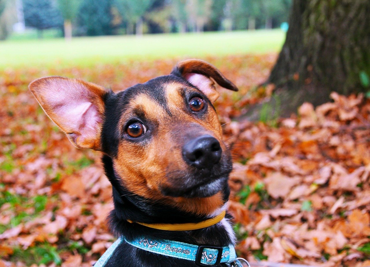 Fabeltjes over hondengedrag slipketting tuig halsband trekken corrigeren hond