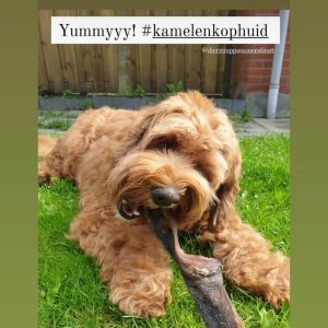 Kamelenhuid hond kamelenkophuid hond