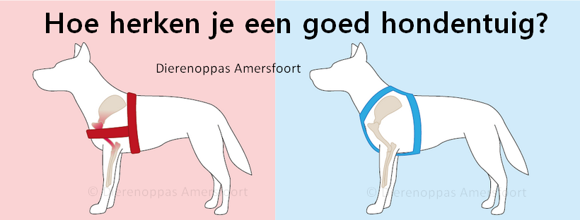 Hoe vind je het beste tuigje voor de hond? – Hondentuig vergelijken & tips!