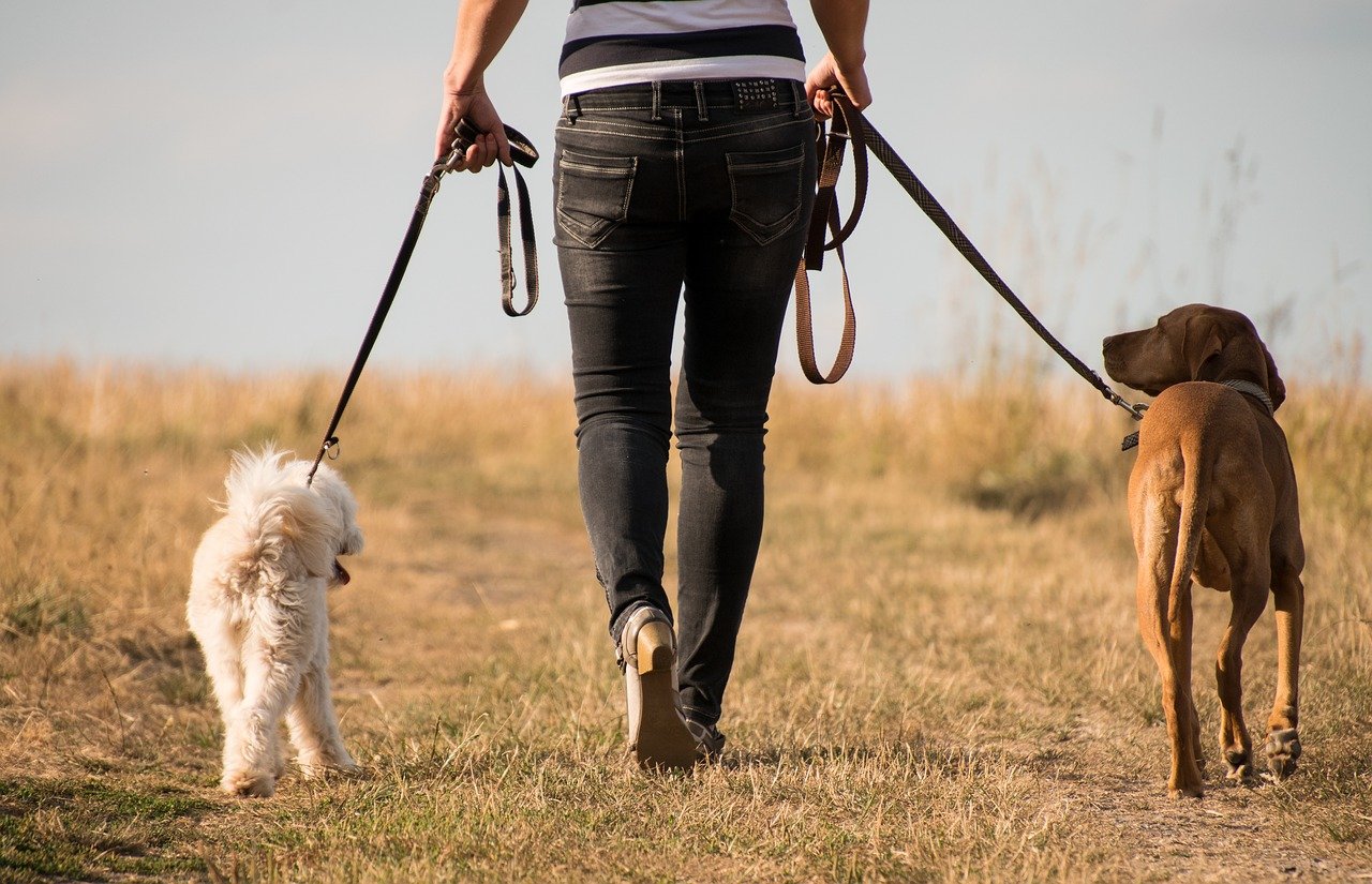 Wandelen met een anti-trekriem anti trek riem oplossing trekken sterke hond sliplijn jachtlijn trainingslijn trainingsriem
