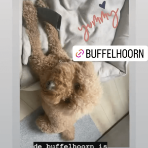 Buffelhoorn honden