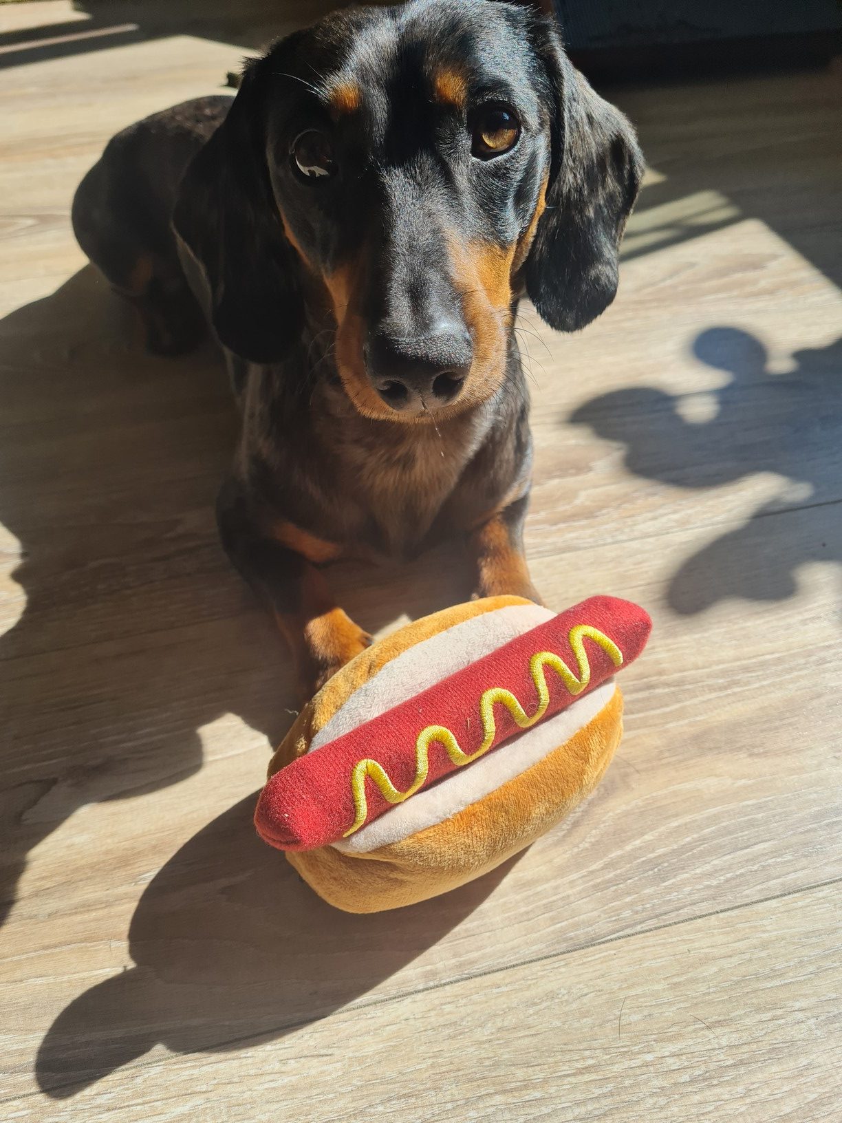 Hotdog knuffel hond
