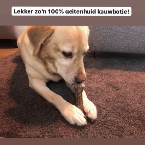 Kluif geit hond