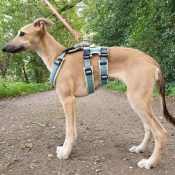 Veiligheidstuig windhond greyhound whippet podenco anti-ontsnappingstuig
