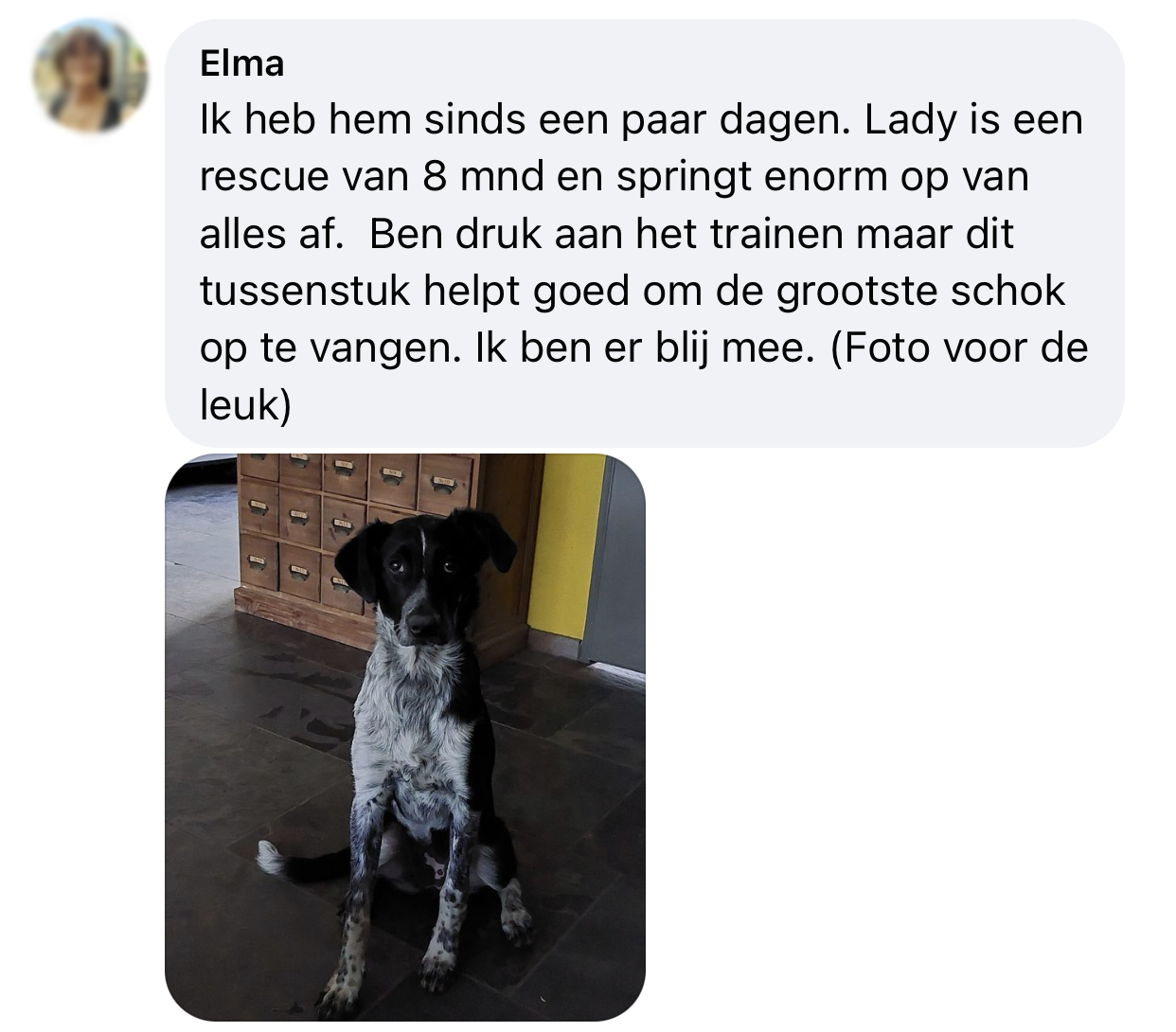 Ervaringen WAW schokdemper dierenoppas amersfoort hond trekt