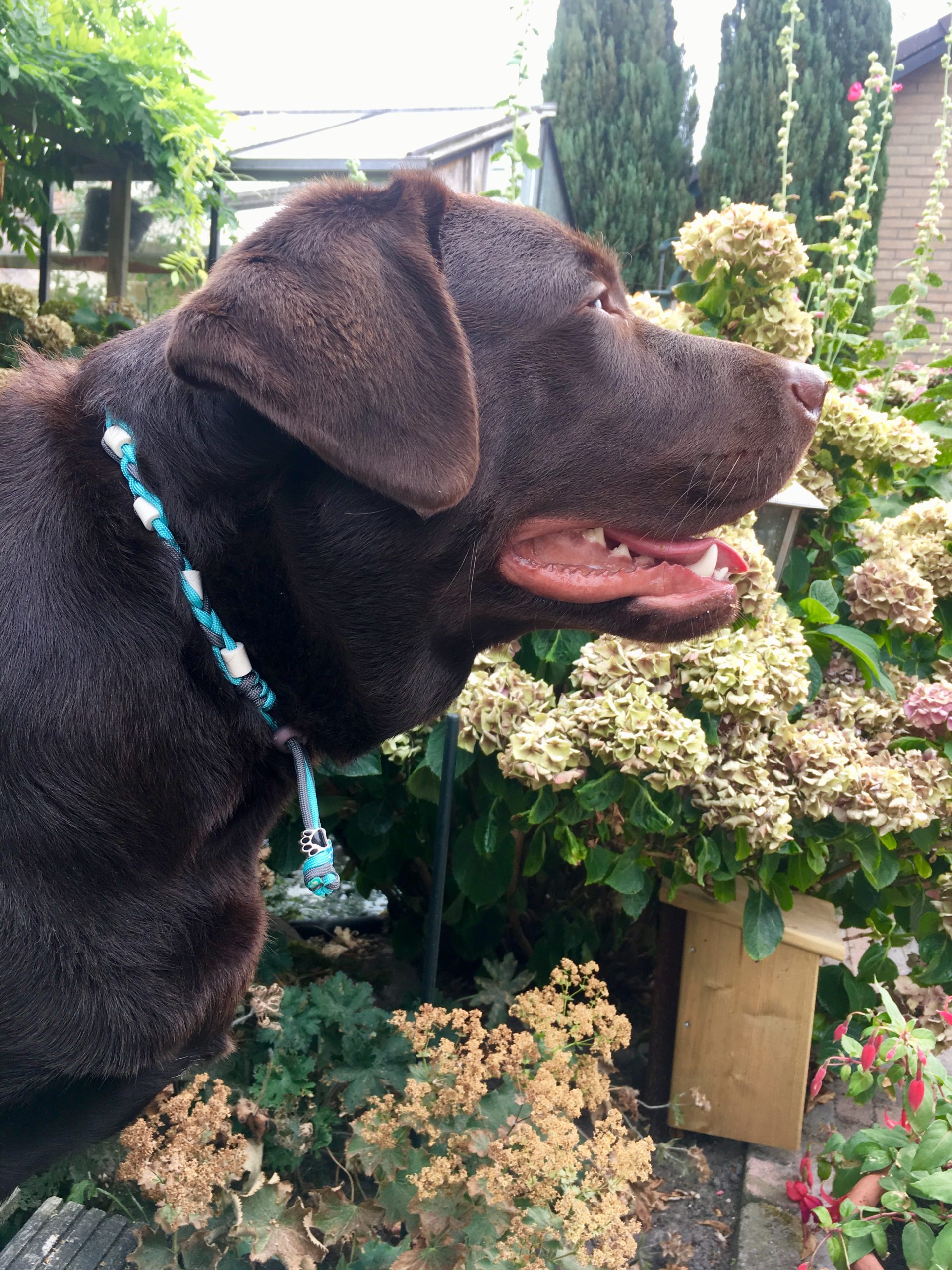 Natuurlijke anti tekenband EM-X keramiek keramische kralen teken vlooien band hond bruin blauw