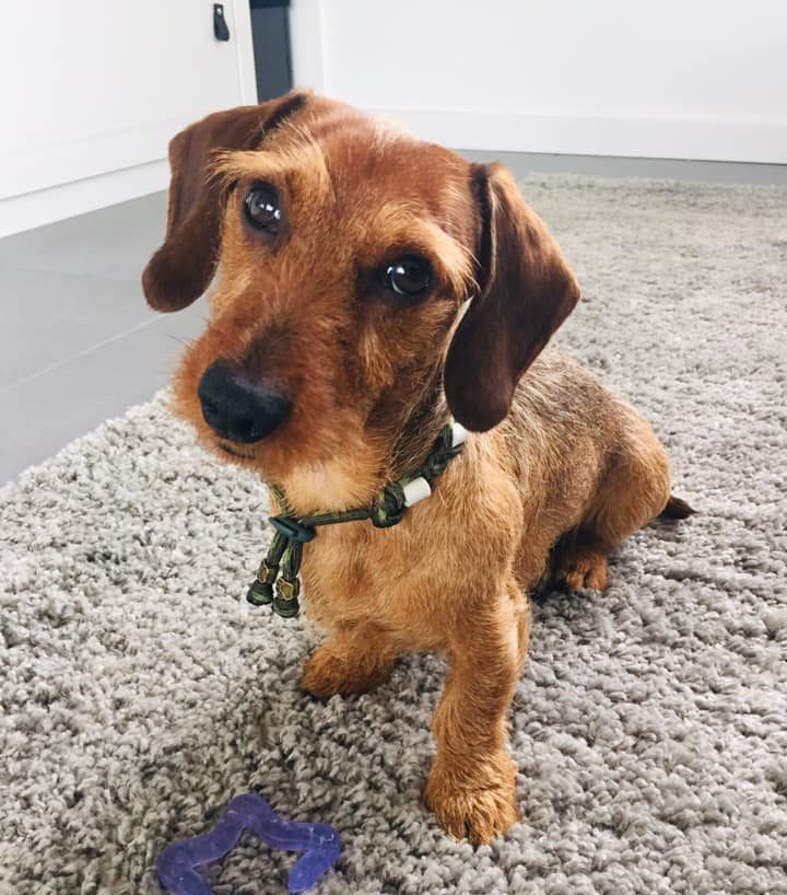 Natuurlijke anti tekenband EM-X keramiek keramische kralen teken vlooien band hond bruin blauw