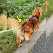 WAW Easy Dog walk anti-trek elastische bungee hondenriem anti shock trekveer met elastiek lijn Schokdemper hond riem met anti-trek tussenstuk halsband tegen trekken