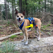 WAW Easy Dog walk anti-trek elastische bungee hondenriem anti shock trekveer met elastiek lijn Schokdemper hond riem met anti-trek tussenstuk halsband tegen trekken Jack Russel