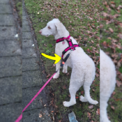 WAW Easy Dog walk anti-trek elastische bungee hondenriem anti shock trekveer met elastiek lijn Schokdemper hond riem met anti-trek tussenstuk halsband tegen trekken Labradoodle