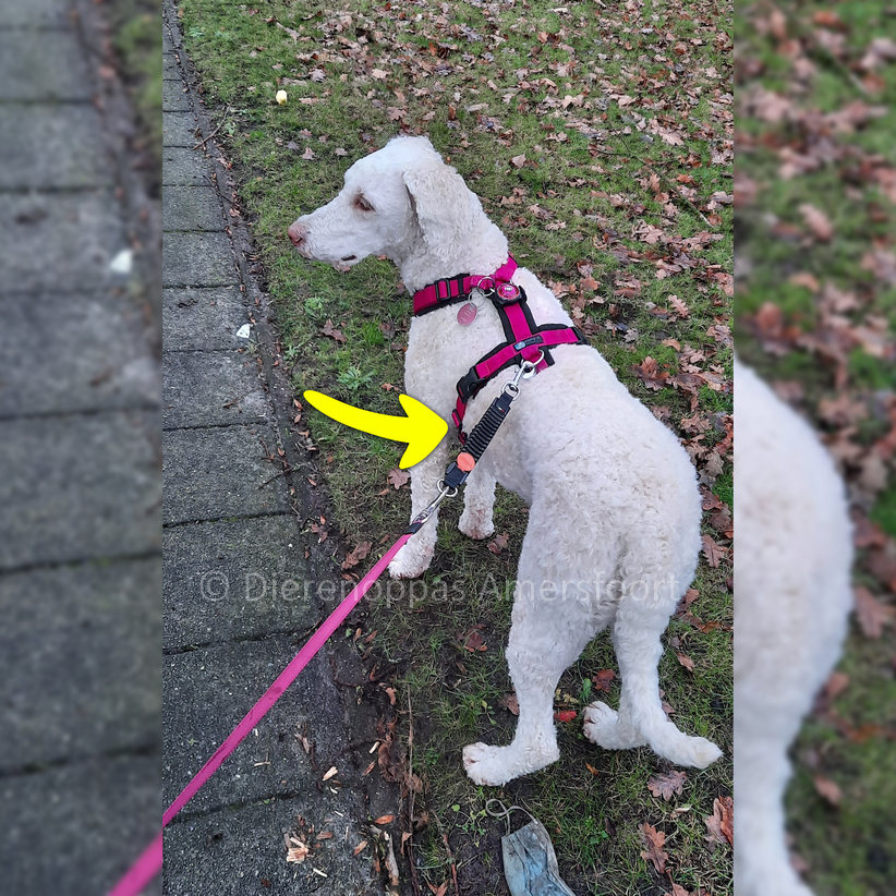 Nieuw! WAW Easy Dog Walk • Schokdemper hond