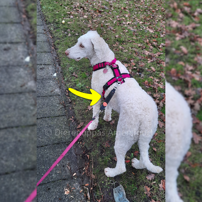 Rusteloos Luchtvaart Waardig Nieuw! WAW Easy Dog Walk • Schokdemper Trekveer Bungee hond