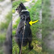 WAW Easy Dog walk anti-trek elastische hondenriem. Bungee anti shock trekveer met elastiek lijn. Schokdemper hond riem met anti-trek tussenstuk halsband tegen trekken border collie