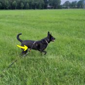 WAW Easy Dog walk anti-trek elastische hondenriem. Bungee anti shock trekveer met elastiek lijn. Schokdemper hond riem met anti-trek tussenstuk halsband tegen trekken herdershond