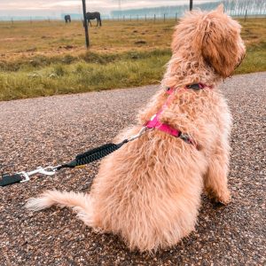 WAW schokdemper hond anti trekveer klein hondje