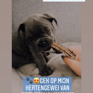 Herten gewei hond