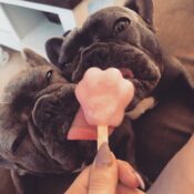Verkoeling franse bulldog hondenijs hondenijsjes honden ijsjes zelf maken goedkoop aanbieding