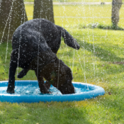 Verkoeling voor honden doggie splash watersproeier zwembad hond oververhitting