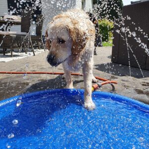 Verkoeling voor honden watersproeier zwembad hond oververhitting