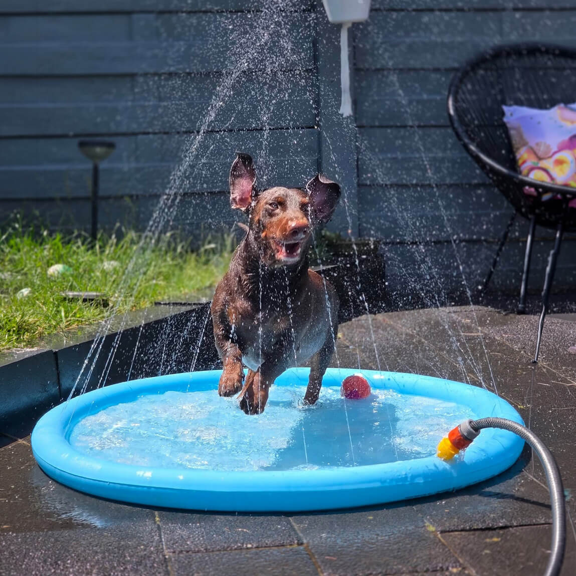 Watersproeier hond