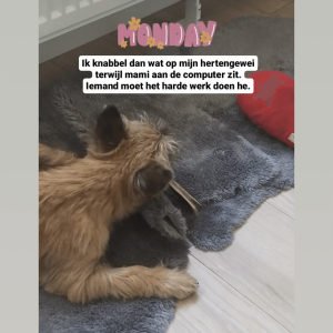 herten gewei hond