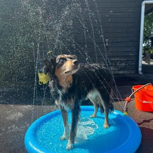 watersproeier hond sproeier waterspeelgoed