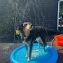 Waterbak hond h2o 6l - GroenRijk Beneden Leeuwen | Een mooi tuincentrum nabij Tiel, Nijmegen en Beuningen