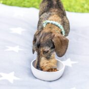 Bamboe voerbak waterbak hond kat bamboo etensbakjes kitten puppy