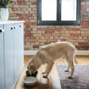 Bamboe voerbak waterbak hond kat bamboo etensbakjes kitten puppy