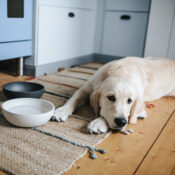 Bamboe voerbak waterbak hond kat bamboo etensbakjes kitten puppy