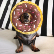 Donut bruin zippypaws zippy paws knuffel speelgoed hond donutz