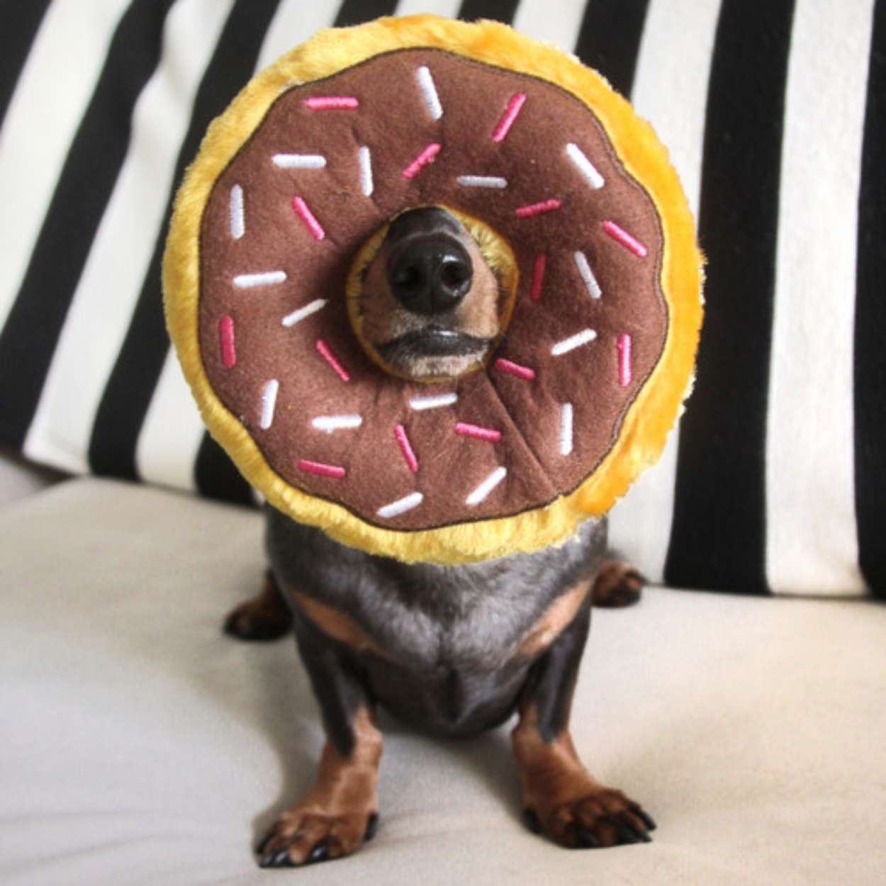 Kaal Echt operator ZippyPaws Donutz & Donuts: Donutknuffels voor de hond van Zippy Paws