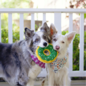 Donut groen zippypaws zippy paws knuffel speelgoed hond donutz