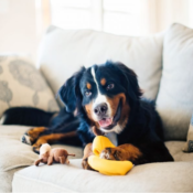 Zippy Burrow - Monkey 'n Banana - banaan aapjes speelgoed hond zippypaws