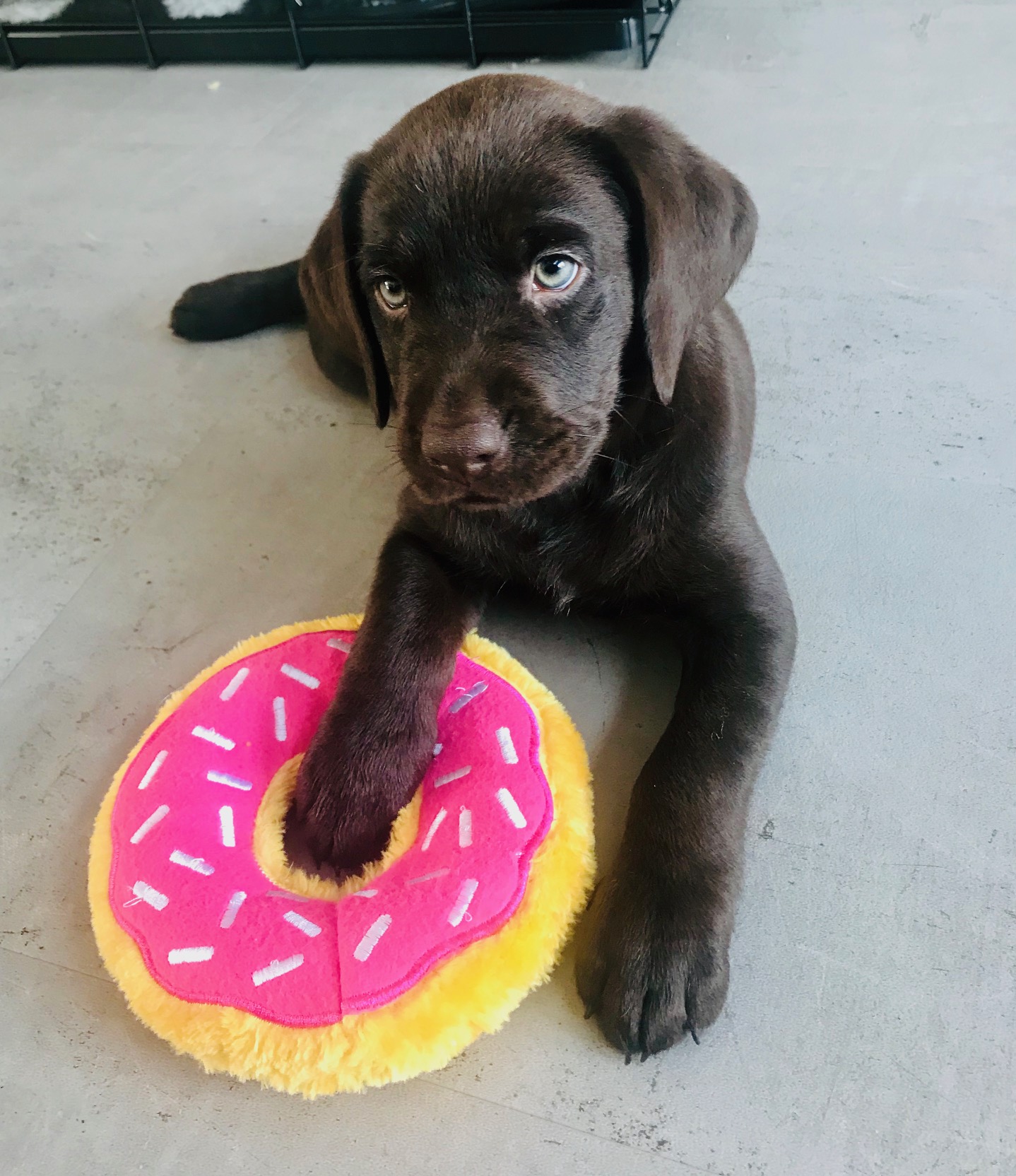 Zippypaws Zippy Paws Donuts Donutz donutknuffel hond Nederland België Deutschland Duitsland korting bestellen