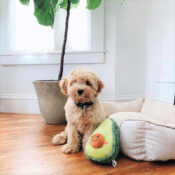 Zippypaws Zippy paws avocado knuffel hond honden