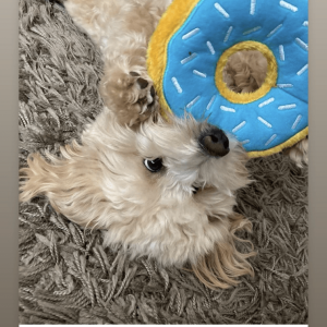 Zippypaws donut