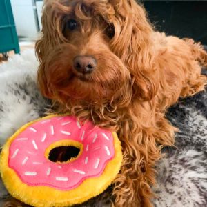 zippypaws donut zippy paws
