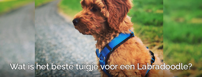 Het beste tuigje harnas y-tuig halsband riem voor labradoodle hond puppy