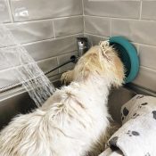 Likmat hond in bad douche wassen trimsalon Lickimat UFO ervaring