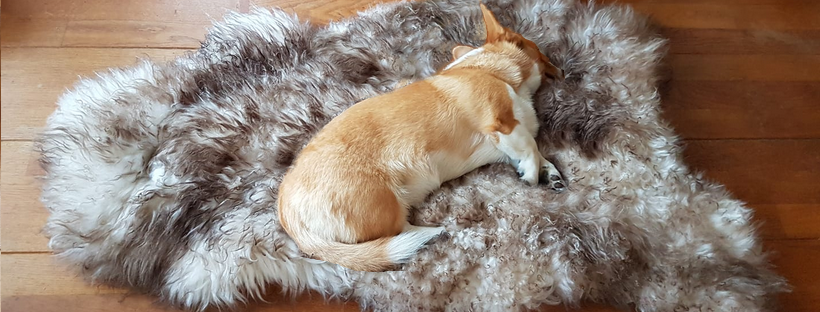 Heerlijk zacht schapenvacht voor de hond / hondenmand