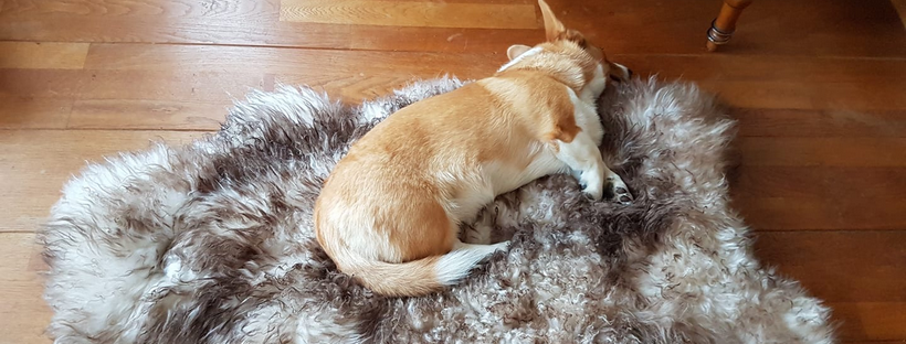 Heerlijk zacht schapenvacht voor de hond / hondenmand