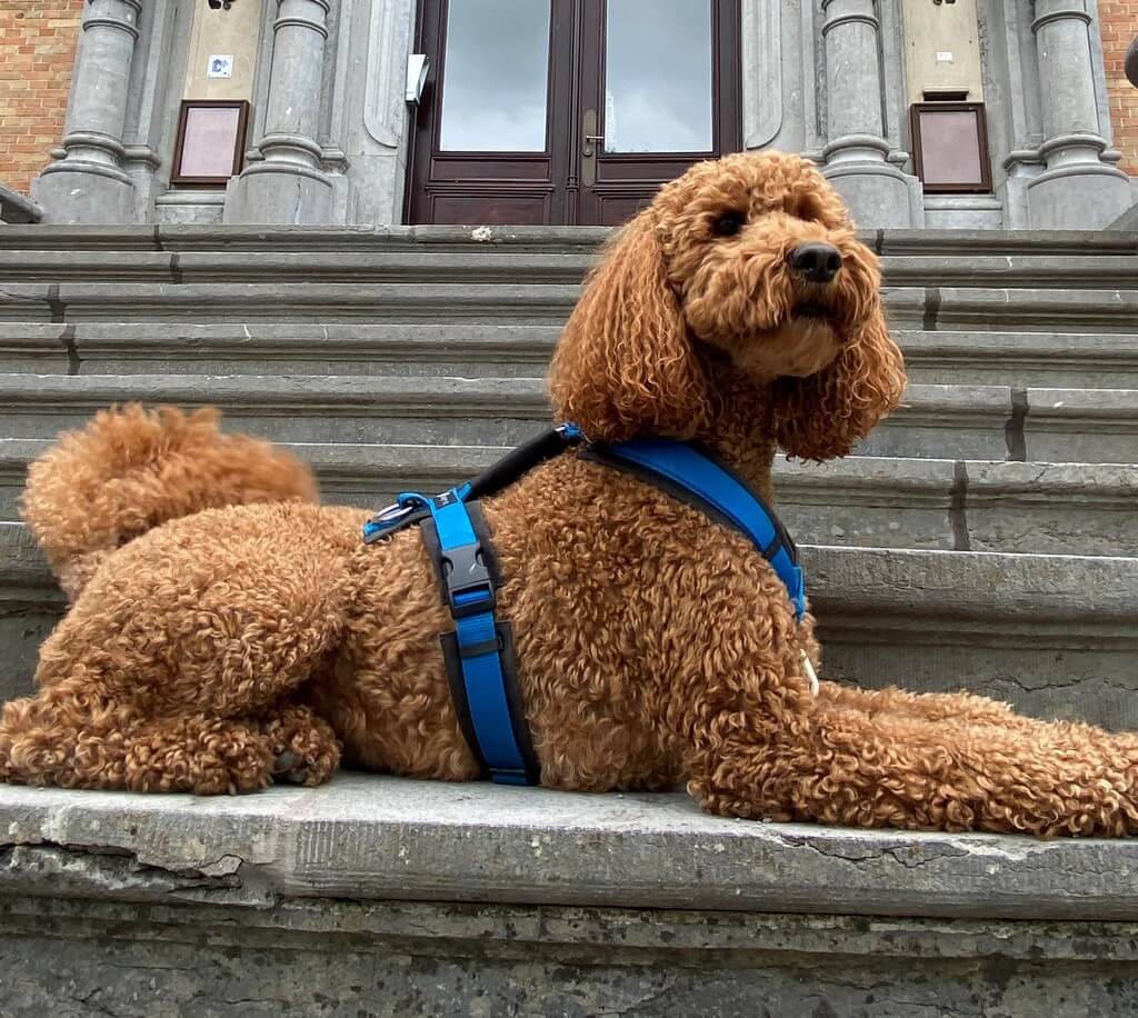 Y tuig Labradoodle