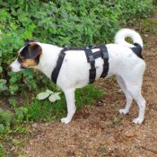 AnnyX Anny-X Safety Harnass Harness tuigje anti-ontsnappingstuig hond veiligheidstuig buitenlandse hond