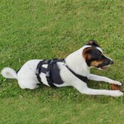 AnnyX Anny-X Safety Harnass Harness tuigje anti-ontsnappingstuig hond veiligheidstuig buitenlandse hond