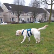 AnnyX Anny-X Safety Harnass Harness tuigje anti-ontsnappingstuig hond veiligheidstuig buitenlandse honden labrador